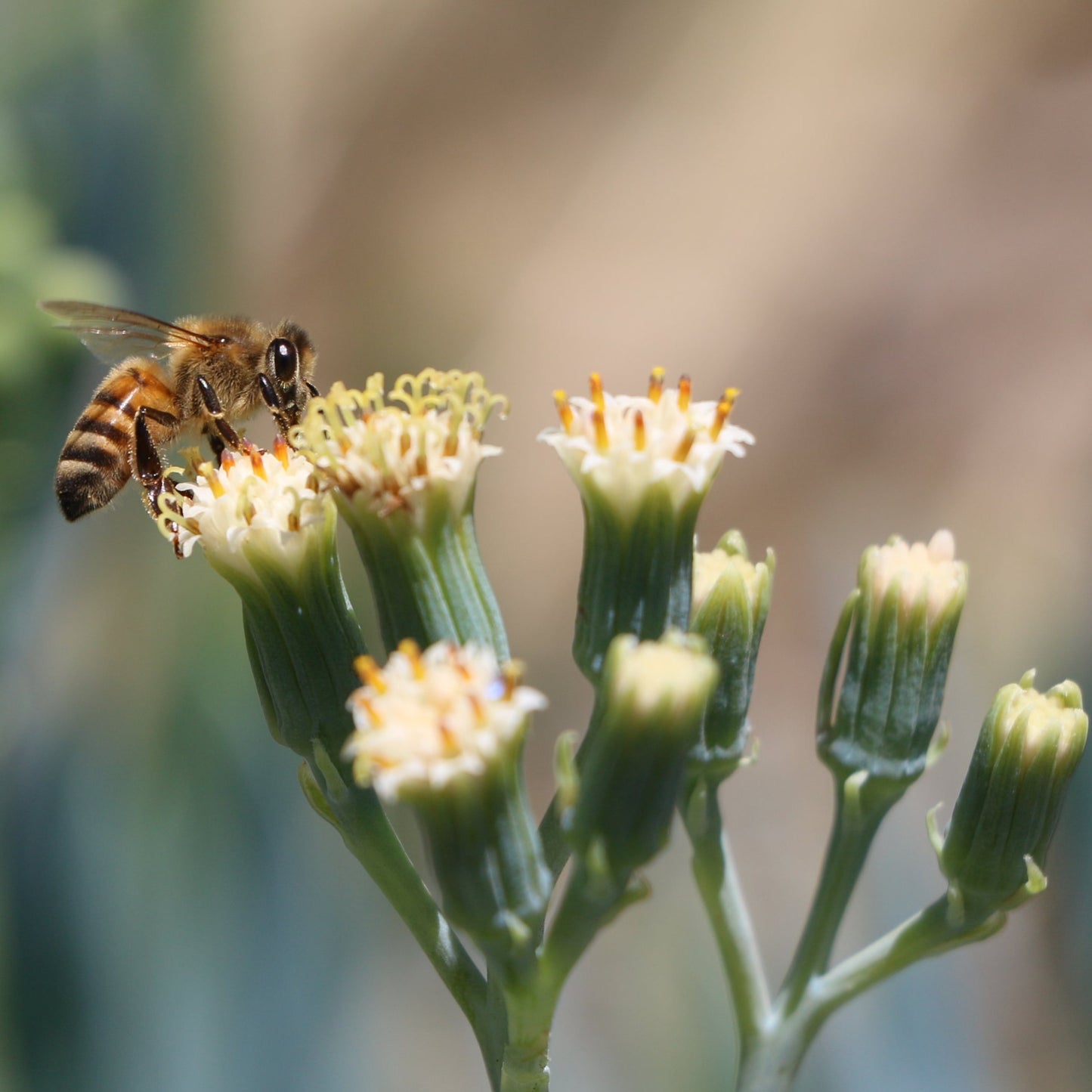 Honey Blossom
