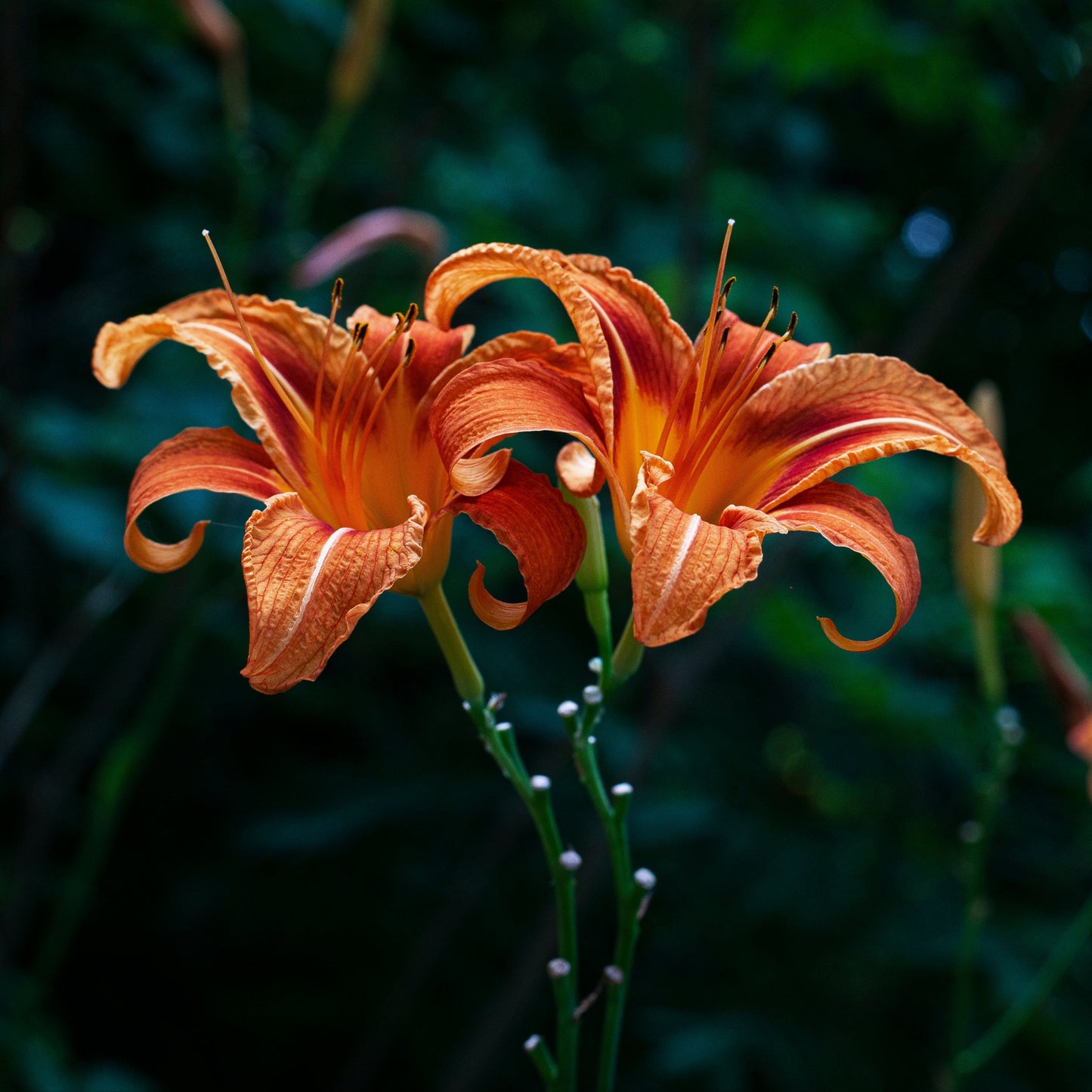 Ginger Lily Melts 2oz