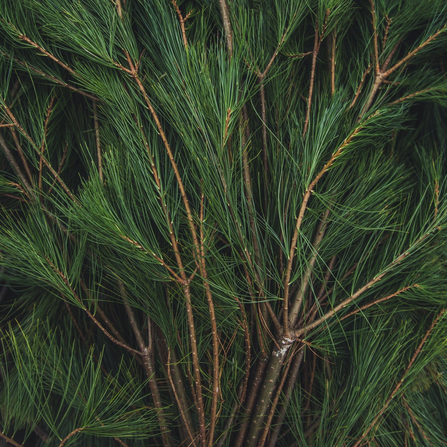 Frasier Fir Melts 2oz